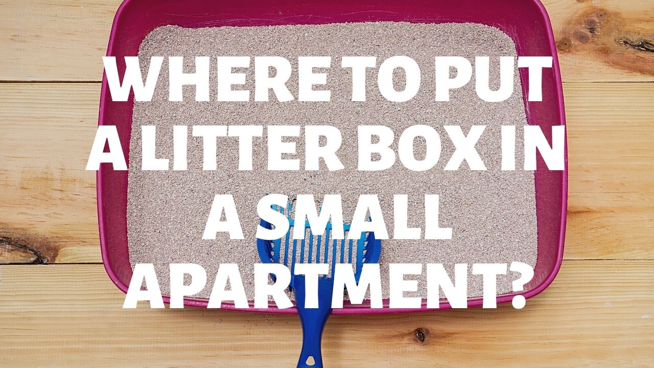 Where To Put A Litter Box In A Small Apartment? - Authentic Bengal Cats